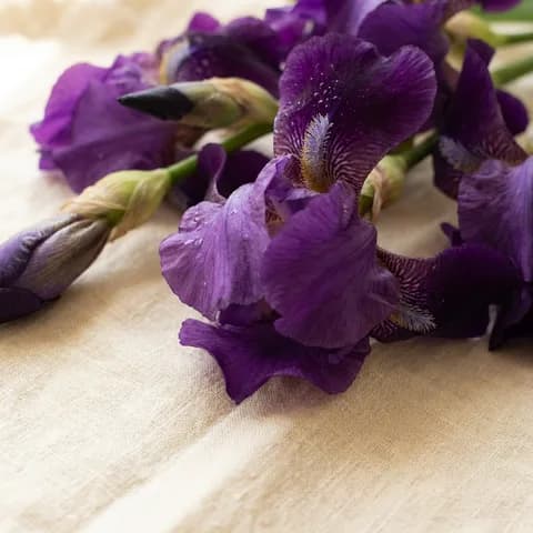 Iris