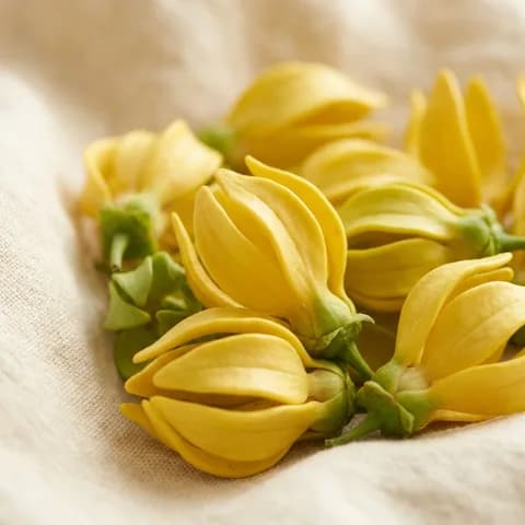 Ylang-ylang